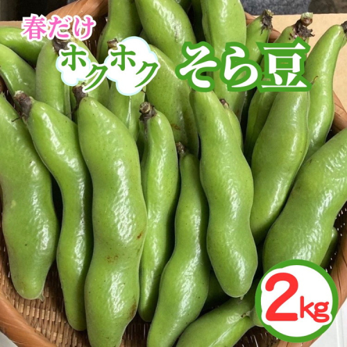 ＜先行予約＞春だけ ホクホクそら豆！2kg 京都 亀岡産 野菜 豆類 旬 おつまみ 取り寄せ 人気 ※北海道・沖縄・離島への配送不可 ※2026年5月中旬～6月中旬頃に順次発送 2518443 - 京都府亀岡市