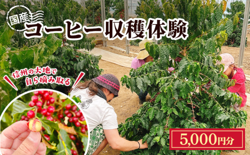 信州の大地で、自ら摘み取る「国産コーヒー収穫体験1名様分」5,000円分 コーヒーチェリー 収穫 試飲 体験 信州 2518807 - 長野県上田市