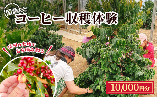 信州の大地で、自ら摘み取る「国産コーヒー収穫体験2名様分」10,000円分 コーヒーチェリー 収穫 試飲 体験 信州 2518808 - 長野県上田市