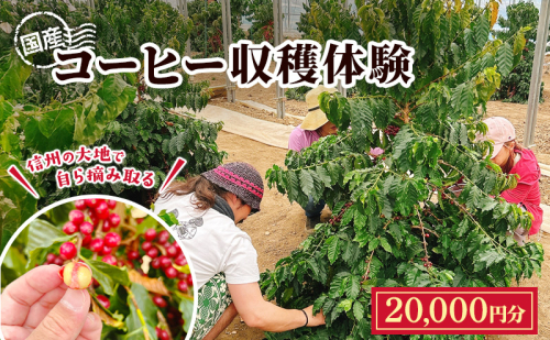 信州の大地で、自ら摘み取る「国産コーヒー収穫体験4名様分」20,000円分 コーヒーチェリー 収穫 試飲 体験 信州 2518810 - 長野県上田市