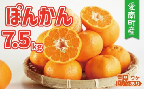 訳あり ポンカン 7.5kg 10000円 みかん mikan 蜜柑 ミカン ぽんかん 産地直送 国産 農家直送 糖度 期間限定 数量限定 特産品 ゼリー ジュース アイス 等に 人気 限定 甘い フルーツ 果物 柑橘 美味しい おいしい ジューシー 小玉 含む 規格外 サイズ ミックス 傷み補償 500g ミッチーのおみかん畑 愛南町 愛媛県 2519704 - 愛媛県愛南町