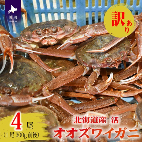 訳あり 活オオズワイガニ300g前後×4尾[02-1565] 2519772 - 北海道浦河町