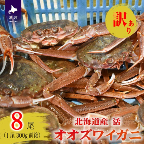 訳あり 活オオズワイガニ300g前後×8尾[02-1566] 2519778 - 北海道浦河町