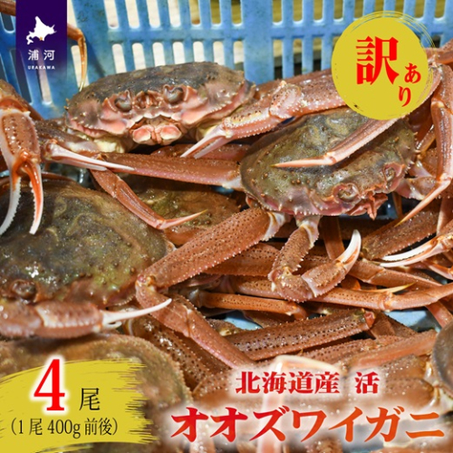 訳あり 活オオズワイガニ400g前後×4尾[02-1568] 2519783 - 北海道浦河町