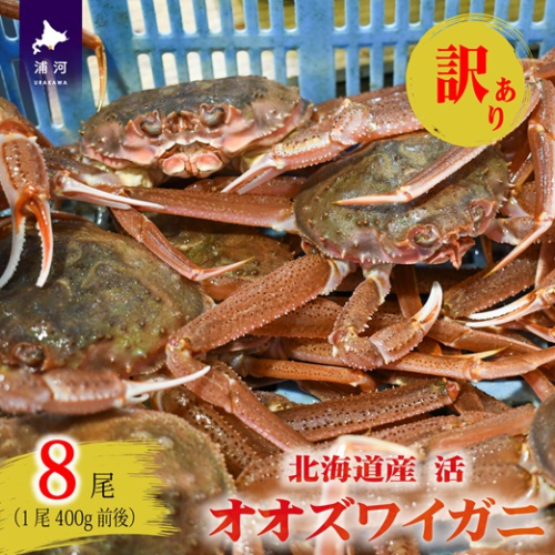訳あり 活オオズワイガニ400g前後×8尾[02-1569] 2519785 - 北海道浦河町