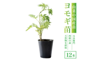 天然採取＜西根の森＞ヨモギ苗 12本セット(ポット苗)国産山菜苗【1697542】