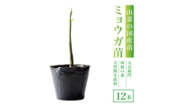 天然採取＜西根の森＞ミョウガ苗 12本セット(ポット苗)国産山菜苗【1697544】