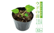 ＜西根の森＞ウドの苗 12本(ポット苗)国産山菜苗【1697549】