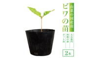 ＜西根の森＞ビワの苗 2本(ポット苗)国産【1697551】