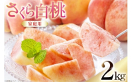 【期間限定発送】 桃 さくら白桃 訳あり 2kg 家庭用 [東城農園 山形県 高畠町 tk06ayt370005] もも モモ 白桃 2キロ フルーツ 果物 くだもの 人気 旬 冷蔵