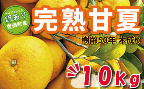 数量限定 先行予約 訳あり 木成り 完熟 甘夏 10kg 7000円 樹齢 50年 みかん あまなつ 夏みかん グレープフルーツ だいだい 家庭用 事前 予約 受付 産地直送 国産 農家直送 糖度 果樹園 期間限定 特産品 ゼリー マーマレード ピール ジュース デザート 等に 人気 甘い おいしい フルーツ 果物 柑橘 蜜柑 規格外 減農薬 あいなん総合ファクトリー 愛南町 愛媛県 2520531 - 愛媛県愛南町