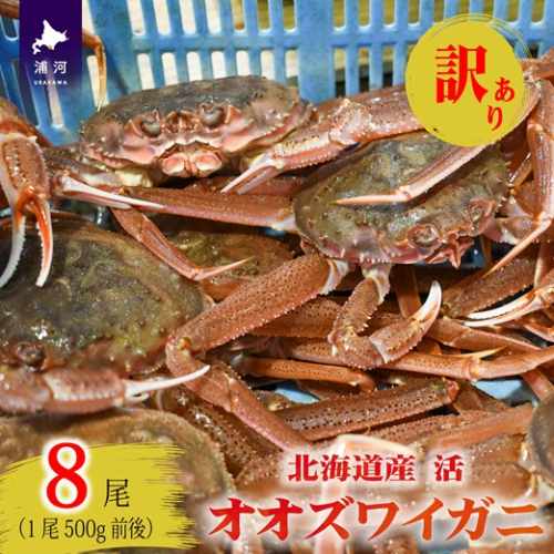 訳あり 活オオズワイガニ500g前後×8尾[02-1572] 2520777 - 北海道浦河町