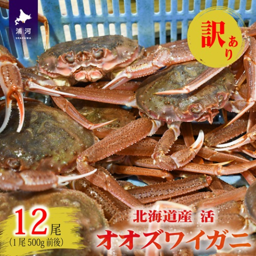 訳あり 活オオズワイガニ500g前後×12尾[02-1573] 2520779 - 北海道浦河町