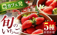 【4月発送】いちご 5品種 おまかせ 食べ比べセット 農 × カフェ 旬のフルーツ 亀山市 / TSUMUGI舎 [AMCF001-4]