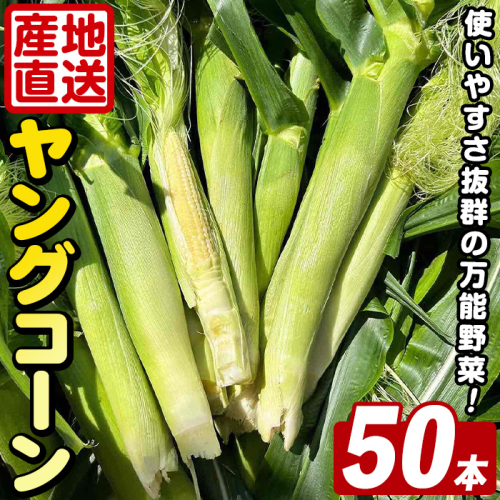 ＜先行予約受付中！2026年5月上旬以降順次発送予定＞ ヤングコーン (50本) 国産 野菜 ヤングコーン 鹿児島県産 阿久根市産 天ぷら フライ 中華炒め 肉巻き 【うとさんち】akn067-18 2520839 - 鹿児島県阿久根市