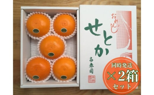 ［2箱セット］ハーフ 化粧箱 柑橘の大トロ ハウス せとか 厳選 5玉入 × 2箱 南泰園 2521011 - 和歌山県有田川町