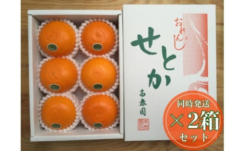 ［2箱セット］ハーフ 化粧箱 柑橘の大トロ ハウス せとか 厳選 6玉入 × 2箱 南泰園 2521012 - 和歌山県有田川町