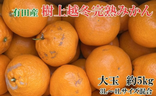 [先行予約]［濃厚・まろやか］有田産樹上越冬完熟みかん大玉約5kg（3L・4Lサイズ・秀優混合品）★2027年1月下旬頃より順次発送 2521078 - 和歌山県有田川町