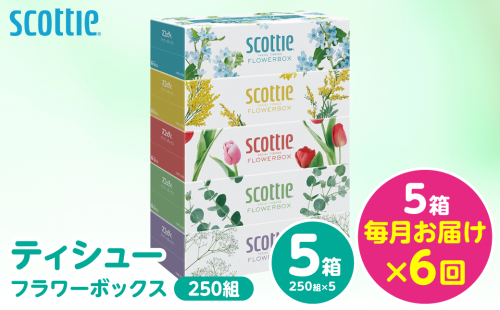 【定期便6回】【毎月お届け】【スコッティ】 ティシュー フラワーボックス 250組 5箱 計30箱 ティッシュ 日用品 生活必需品 消耗品 紙 備蓄 防災備蓄 ストック デザインボックス 新生活 防災 生活用品 日用消耗品 箱ティッシュ 熊本県 八代市 2521807 - 熊本県八代市