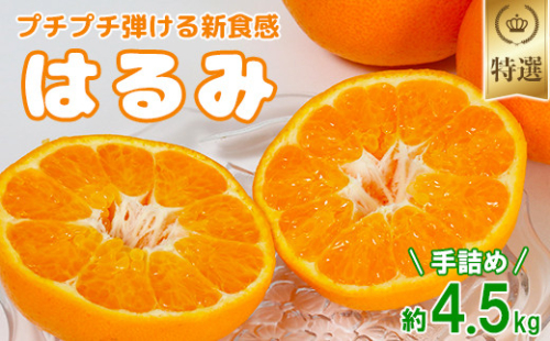 岩尾農園のはるみ 特選 約4.5kg（手詰め） 先行予約 柑橘類 みかん ミカン ＜066-007_5＞