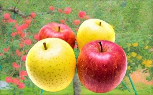 【令和４年度産】完熟！人気のリンゴ季節便（約3㎏）詰合せ