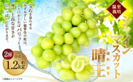 [HS]温室 シャインマスカット 晴王 2房 約1.2kg【2026年7月上旬～8月下旬発送予定】マスカット 葡萄 ぶどう ブドウ フルーツ 果物 くだもの デザート 冷蔵 岡山県 倉敷市