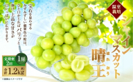 [HS]【2回定期便】温室 シャインマスカット 晴王 1房 約600g【2026年7月上旬～8月下旬発送予定】マスカット 葡萄 ぶどう ブドウ フルーツ 果物 くだもの デザート 冷蔵 岡山県 倉敷市