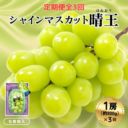 ＜定期便全3回＞ シャインマスカット晴王1房800ｇ化粧箱入  3回コース【2026年発送】[040-a012] 2522814 - 岡山県鏡野町