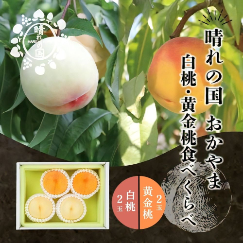 【先行予約】晴れの国 おかやま 白桃・黄金桃食べ比べ４玉【8月下旬?9月上旬発送】桃 もも モモ はくとう おうごんとう フルーツ 果物 ピーチ 朝採れ 朝採り 新鮮 旬 食べごろ 食べ頃 岡山産 岡山県産  産地直送 産直 特産 特産品 送料無料 食べ比べ 岡山県 鏡野町【021-a024】 2523261 - 岡山県鏡野町