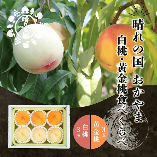 【先行予約】晴れの国 おかやま 白桃・黄金桃食べ比べ6玉【8月下旬～9月上旬発送】桃 もも モモ はくとう おうごんとう フルーツ 果物  ピーチ 朝採れ 朝採り 新鮮 旬 食べごろ 食べ頃 岡山産 岡山県産  産地直送 産直 特産 特産品 送料無料 食べ比べ 岡山県 鏡野町【021-a025】 2523262 - 岡山県鏡野町