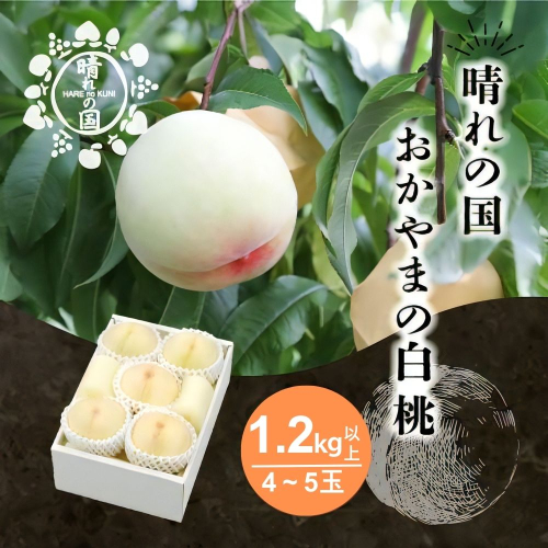 【先行予約】晴れの国 おかやま 白桃1.2kg以上（4～5玉）【８月中旬～９月上旬発送】桃 もも モモ はくとう フルーツ 果物 ピーチ  朝採れ 朝採り 新鮮 旬 食べごろ 食べ頃 岡山産 岡山県産  産地直送 産直 特産 特産品 送料無料  岡山県 鏡野町【021-a026】 2523263 - 岡山県鏡野町