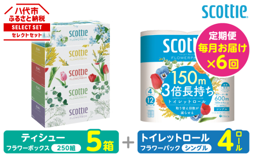 【定期便6回】【毎月お届け】【スコッティ】 組み合わせ ティシュー フラワーボックス 250組 5箱 計30箱 トイレットロール シングル フラワーパック 3倍長持ち 4ロール 計24ロール ティッシュ トイレットペーパー 日用品 防災備蓄 ストック 備蓄 新生活 防災 消耗品 生活用品 日用消耗品 箱ティッシュ 熊本県 八代市 2523336 - 熊本県八代市