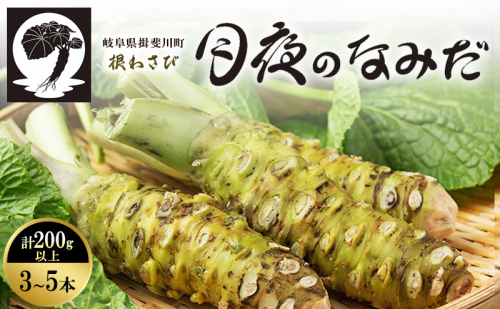本わさび 月夜のなみだ 3～5本 計200g以上 生わさび わさび 山葵 ワサビ 本ワサビ 生ワサビ 薬味 野菜 新鮮 生 芋 根わさび 本格 刺身 わさび丼 ステーキ 産地直送 産直 DoINAKA 送料無料 岐阜県 揖斐川町 2524721 - 岐阜県揖斐川町