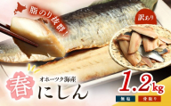 【ワケあり】 ”生冷” 春にしんフィレ1.2kg（オホーツク産・オス無塩）【20033】