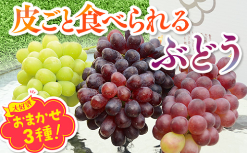 【2026年7月上旬～順次発送】中村オリジナルぶどう園の皮ごと食べられるぶどう　おまかせ3種詰め合わせ※発送前のご連絡についてご注意ください 2525733 - 大阪府河内長野市