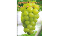 ＜2026年先行受付＞10月中旬より発送「牧丘天空マスカ・サーティーン」約1kg(2～3房)【1582590】
