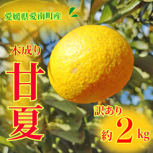 訳あり 甘夏 2kg 先行予約 柑橘 かんきつ 蜜柑 愛媛 みかん 温州 みかん あまなつ 国産 こくさん mikan 果物 くだもの フルーツ デザート ジュース 果実 果肉 果汁 甘い ジューシー おいしい 濃厚 産地 直送 産直 特産品 河内晩柑 愛媛県 愛南町 愛南町青果市場  2526061 - 愛媛県愛南町