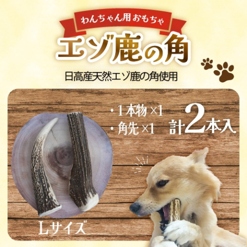 エゾ鹿の角　Lサイズ1本物と角先のセット[54-1574] 2527046 - 北海道浦河町