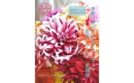 【3回定期便】ダリア花束初回花瓶付き / ダリア お花 フラワー 大輪 花束 定期便 高知 生花 誕生日 ギフト 季節の花 延命剤付き インテリア 華やか 自分へのご褒美【株式会社tomoni】 [ATCG050]