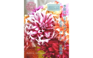 【12回定期便】ダリア花束初回花瓶付き / ダリア お花 フラワー 大輪 花束 定期便 高知 生花 誕生日 ギフト 季節の花 延命剤付き インテリア 華やか 自分へのご褒美【株式会社tomoni】 [ATCG052]