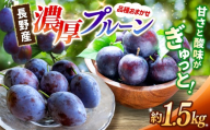 [先行受付:8月発送]信州松本平産プルーン 約1.5kg 品種おまかせ |ふるさと納税 信州 松本 プルーン 生プルーン 旬 果物 フルーツ 甘い 新鮮 健康