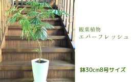 南九州市の大自然の中で育てられた観葉植物「エバーフレッシュ」です。ネムノキの仲間、エバーフレッシュは、日中は葉を広げていますが、夜や水不足になると葉を閉じる観葉植物で、別名「アカサヤネムノキ」とも呼ば