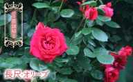 [2026年3月から発送]バラ苗鉢植え「長尺・オリーブ」057-058