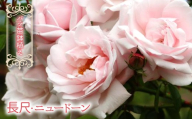 [2026年3月から発送]バラ苗鉢植え「長尺・ニュードーン」057-059