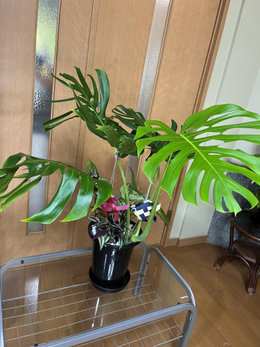 モンステラ＆観葉植物2種類寄せ植え（A1045-1） 2527859 - 和歌山県有田市