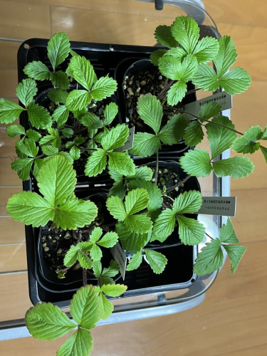 ワイルドストロベリー（四季なりイチゴ）（A1047-1） 2527867 - 和歌山県有田市