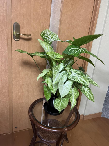 シンゴニューム・ホワイトバタフライ（観葉植物）（A1048-1） 2527868 - 和歌山県有田市