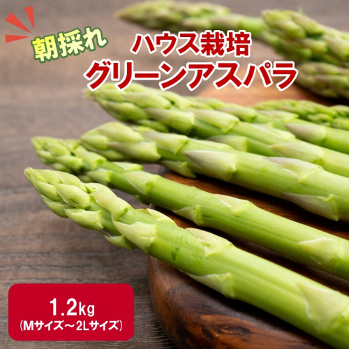 【予約：2026年4月中旬から順次発送】ハウス栽培 グリーンアスパラ 1.2kg ( アスパラガス 野菜 新鮮 朝採れ )【231-0001】 2528227 - 北海道北見市