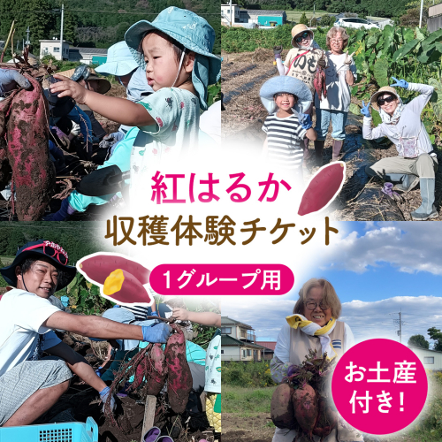 さつまいも [ 紅はるか ] 収穫 体験チケット 《お土産付き》 ｜ 収穫 収穫体験 体験 チケット 招待券 レジャー 観光 旅行 ふれあい お土産 おみやげ 持ち帰り 自然 農業体験 [DZ020sa] 2528374 - 茨城県桜川市