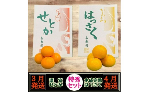 定期便 春に楽しむ ハウス せとか ＆ 木成 完熟 有田 はっさく 特秀 セット 全2回 南泰園 2529531 - 和歌山県有田川町